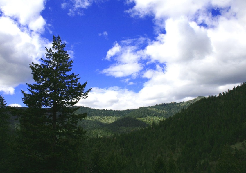 Baker City, OR : Wallowa-Whitman Nat Forest south of Baker City