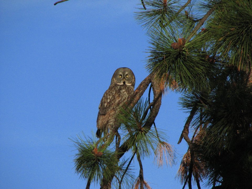 La Pine, OR : Owl in Pondersoa Pine tree near Little Deschutes River.