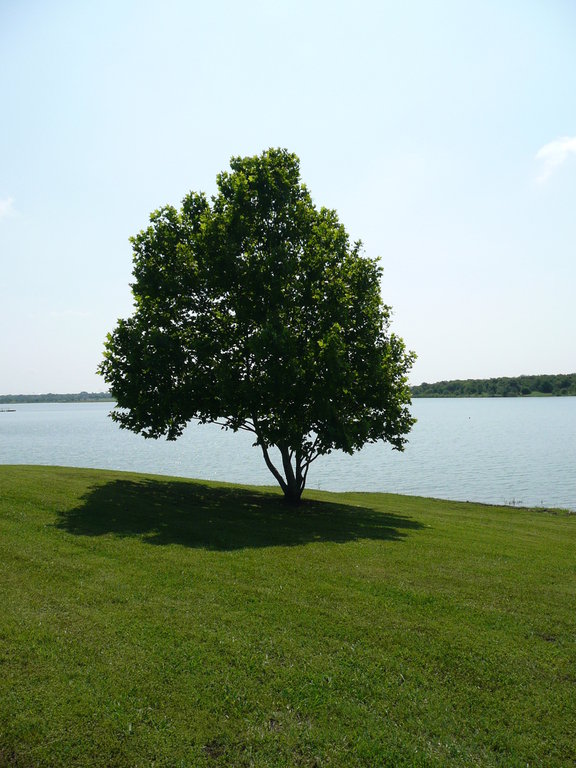 The Colony, TX: Tree and Lewisville Lake Shoreline in Stewart Creek Park