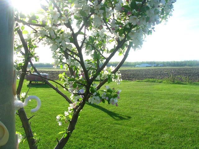 Williamson, NY: Apple Blossoms in my backyard