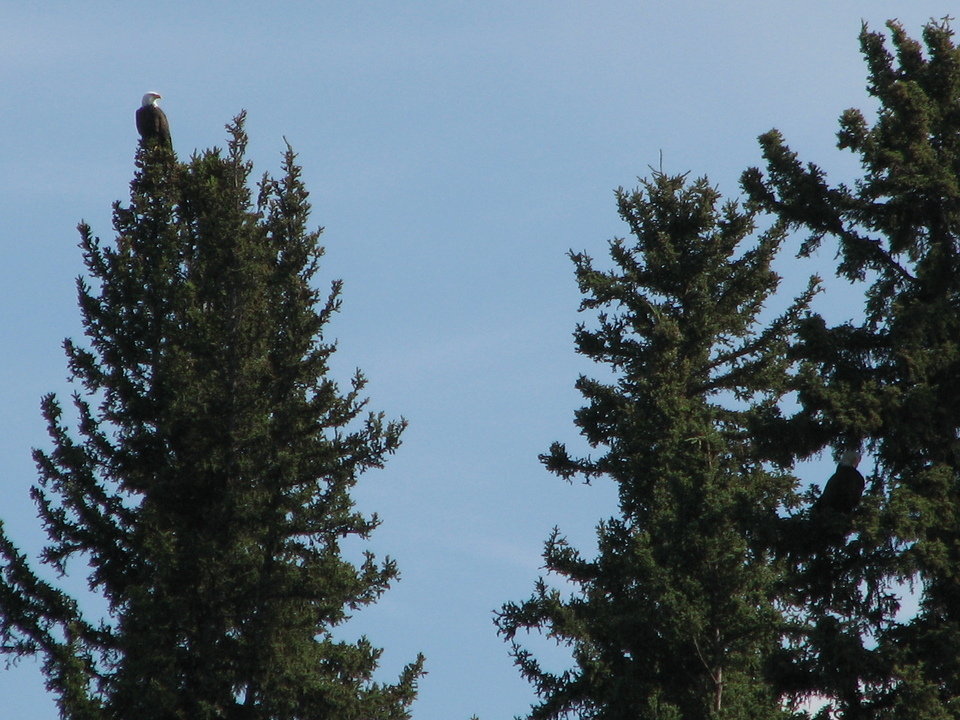 Salcha, AK : Bald Eagles monitor traffic on the Salcha River