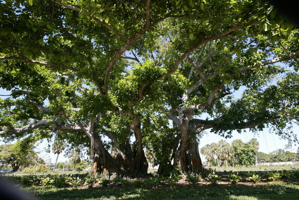 Palm Beach Gardens, FL: John D. MacArthur's Historic Banyan Tree