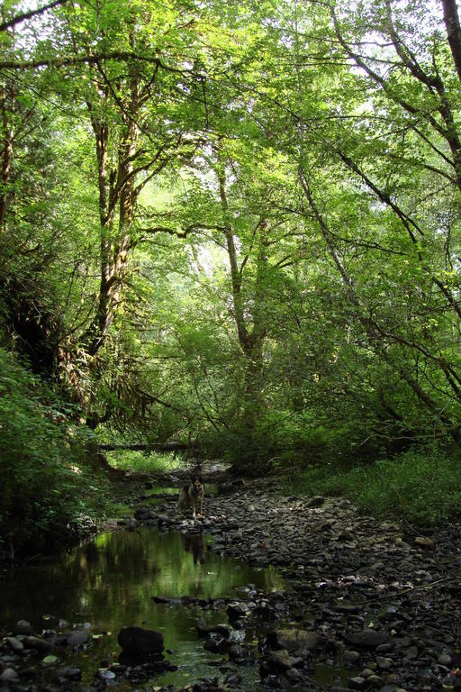 Pe Ell, WA : Katula Creek, few miles outside Pe Ell