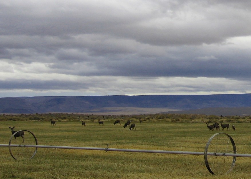 Warner Valley, OR : Muleys.......