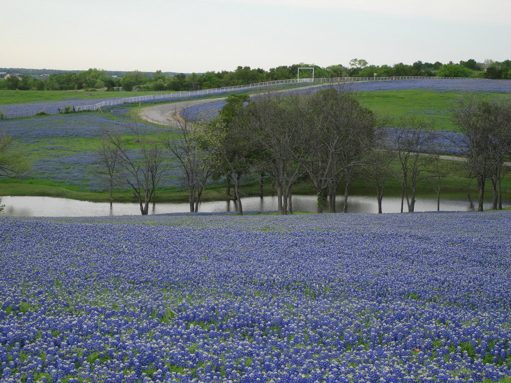 Ennis, TX: BlueBonnets