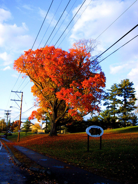 Orono, ME : Fall in Orono, College Ave
