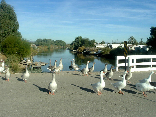 Palo Verde, CA: Geese in metropolitan Palo Verde