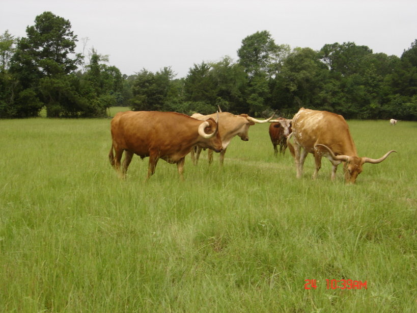 Alto, TX : Long Horns