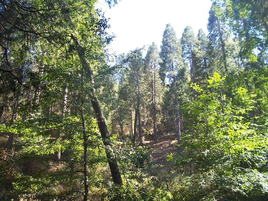 Crestline, CA : In Burnt Mill Canyon Cedarpines Highlands, west of