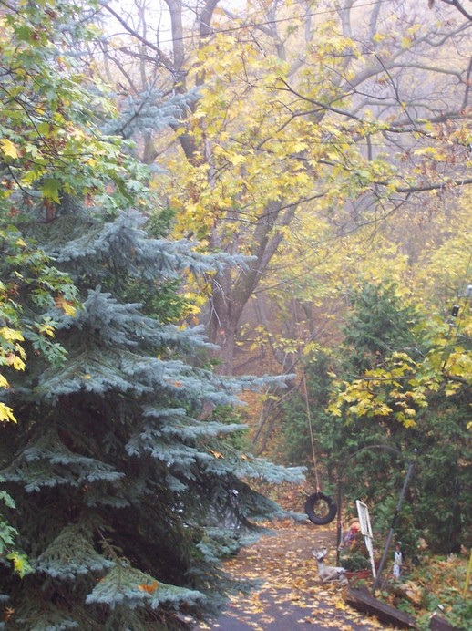 Crestline, CA : Fall in the Forest, Crestline