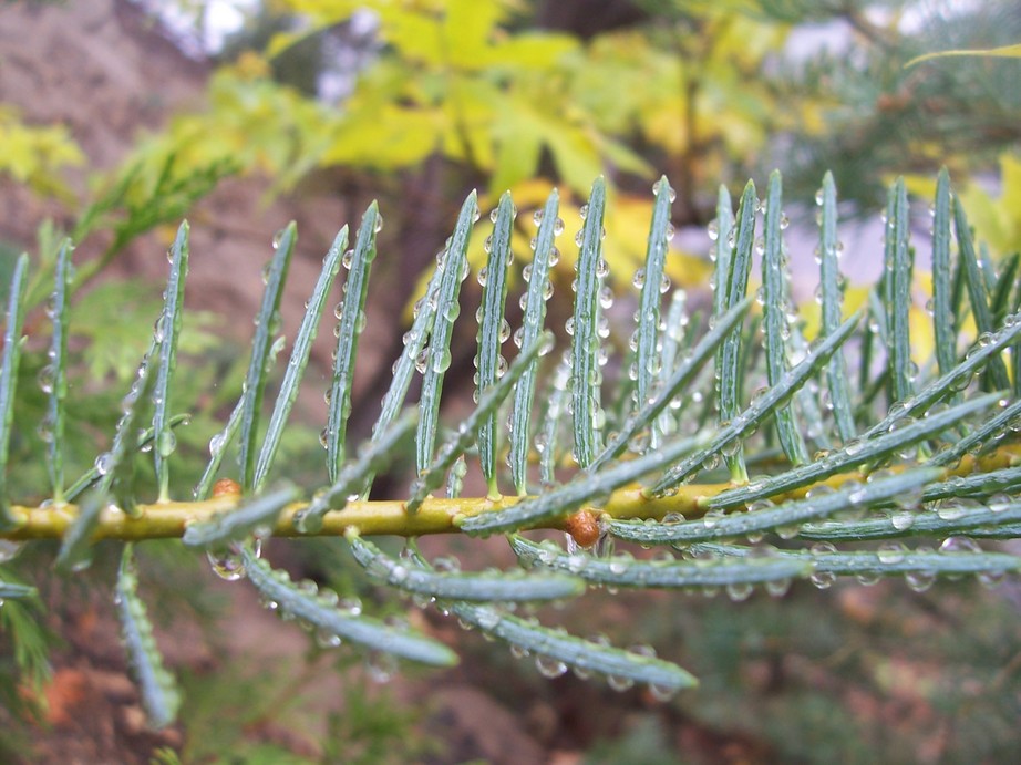 Crestline, CA : Dew Clinging to a Spruce in Crestline