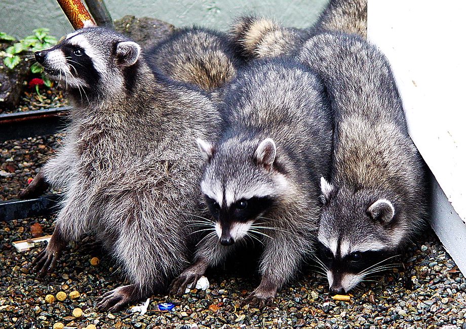 Silverdale, WA: Raccoons eating breakfast