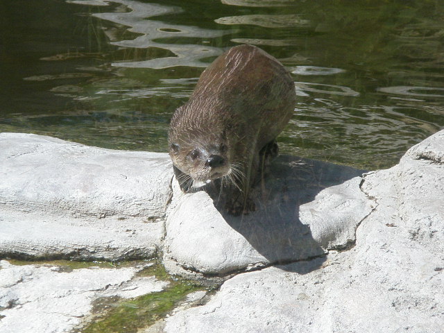 Billings, MT: Otter at Zoo Montana