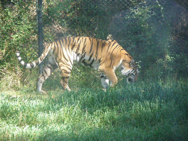 Billings, MT: Siberian Tiger -Zoo Montana
