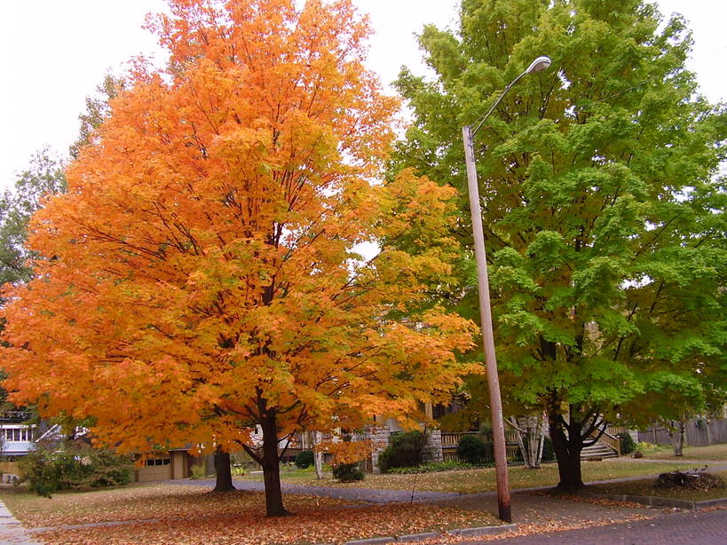 Pittsburg, KS: An autumn view of Euclid Street