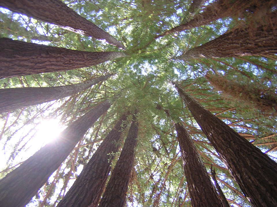 Santa Cruz, CA: Looking Up At Redwood Trees, Near The Mystery Spot