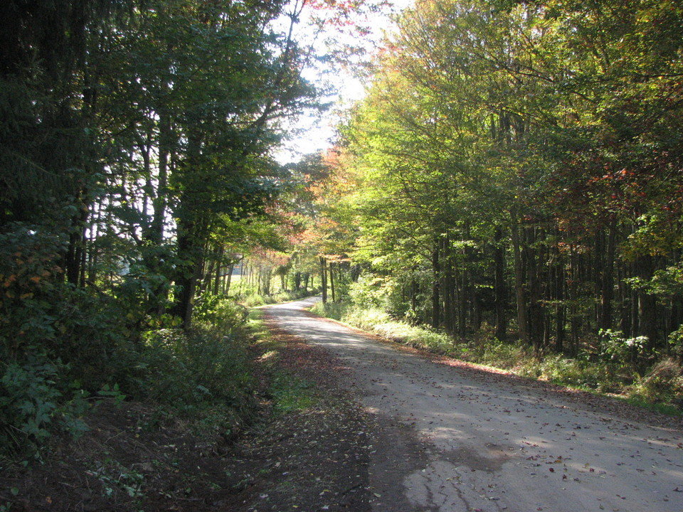 Andes, NY : Road in Fall in Andes