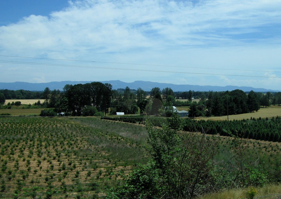 Southeast Benton, OR : Young Trees.....