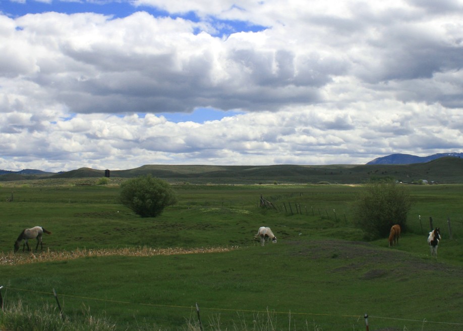 Brogan, OR : Ponies....