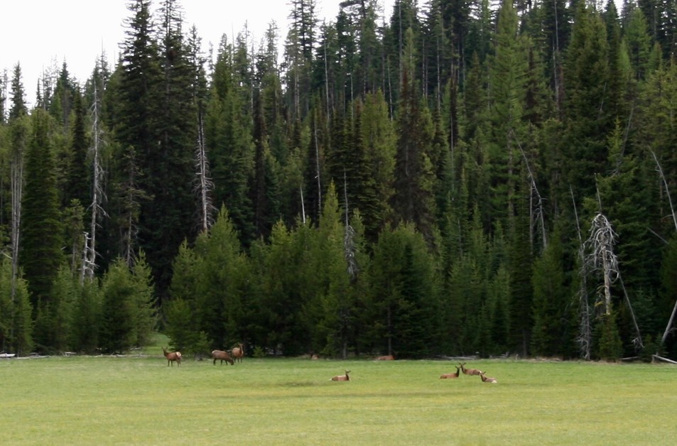 Hereford, OR : Elk in the Blue Mtns....