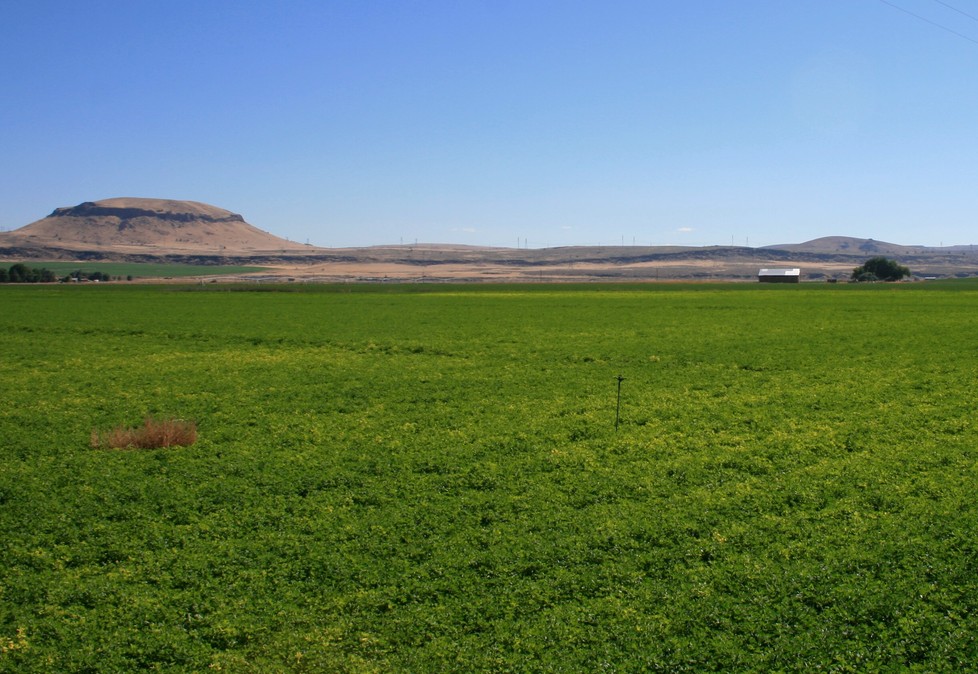 Tule Lake, CA : Greenery.......