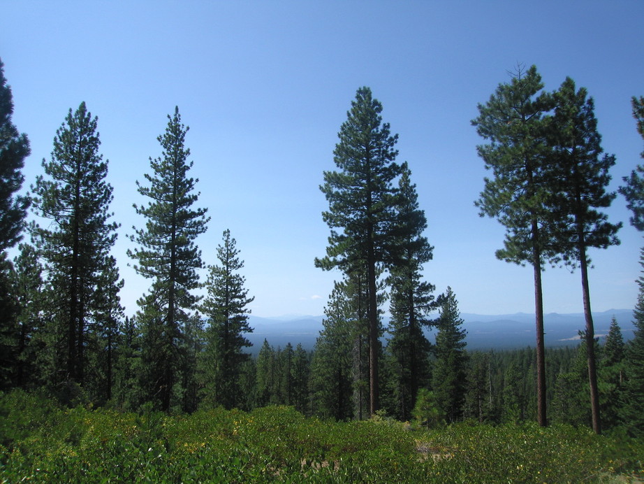 Silver Lake-Fort Rock, OR : Forest on Newberry Crater...