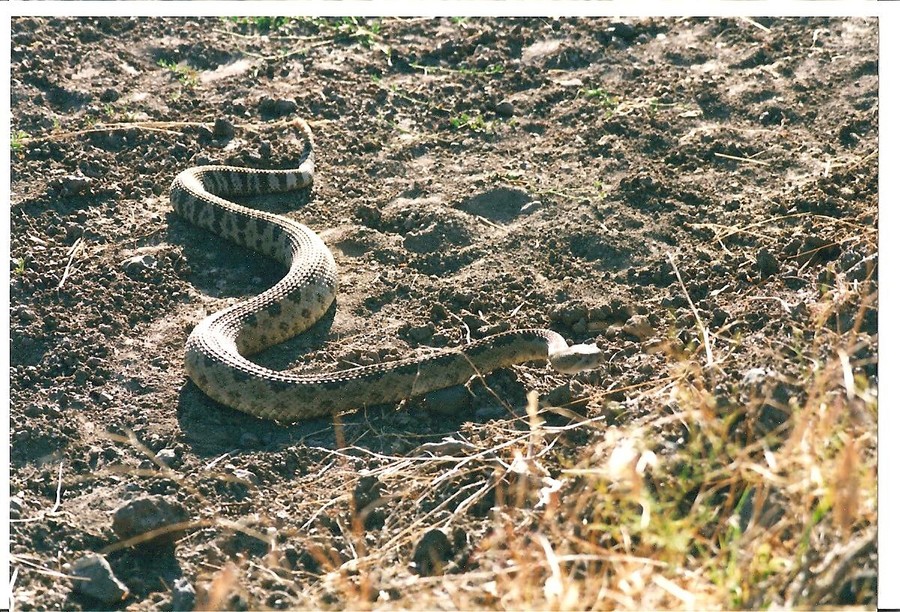 Diamond, OR : Ornery Local Resident.....