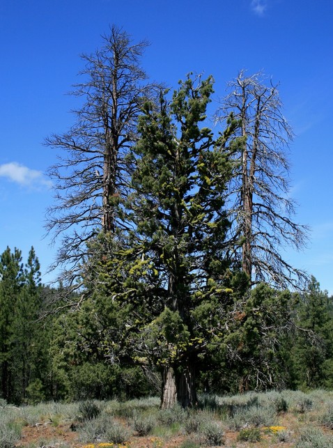 Crooked River, OR : Juniper with three trunks...