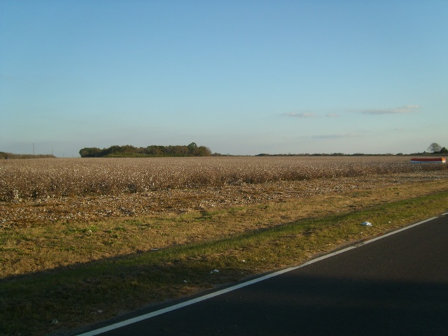 Donalsonville, GA : Picked over cotton field between Donalsonville and Jakin, Georgia
