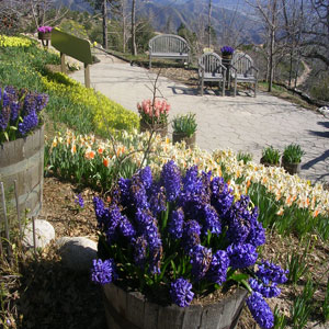Running Springs, CA: Spring flowers