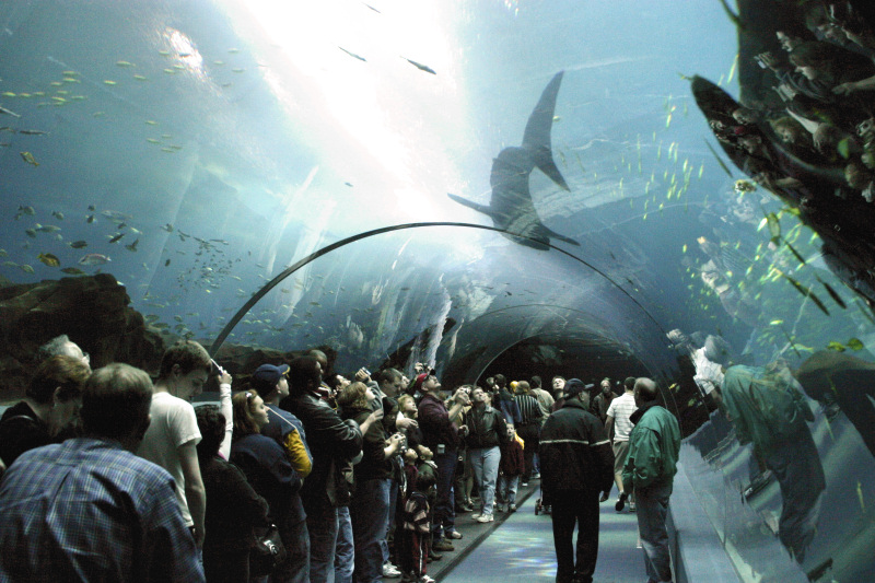 Atlanta, GA: Inside the Georgia Aquarium - downtown Atlanta