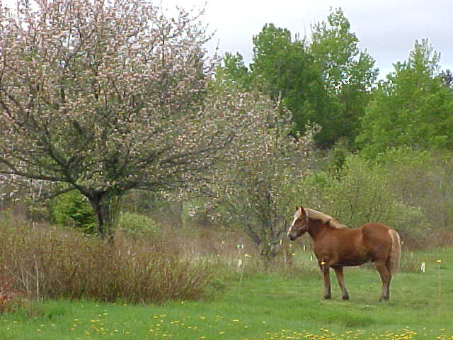 Ripley, ME : Apple Blooms and Feeling Good