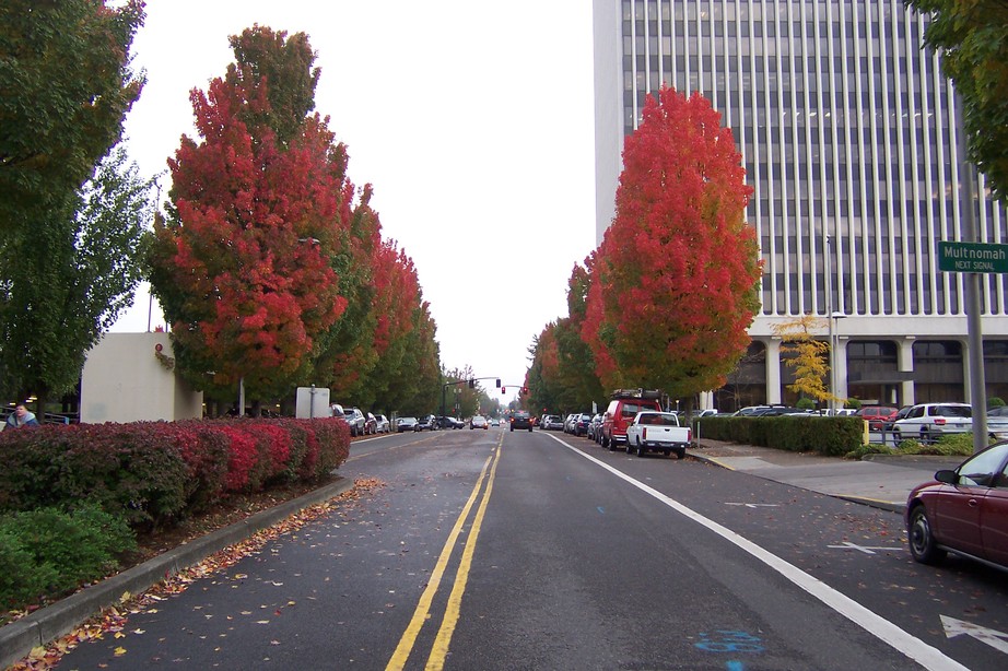 Portland, OR : Autumn in Portland