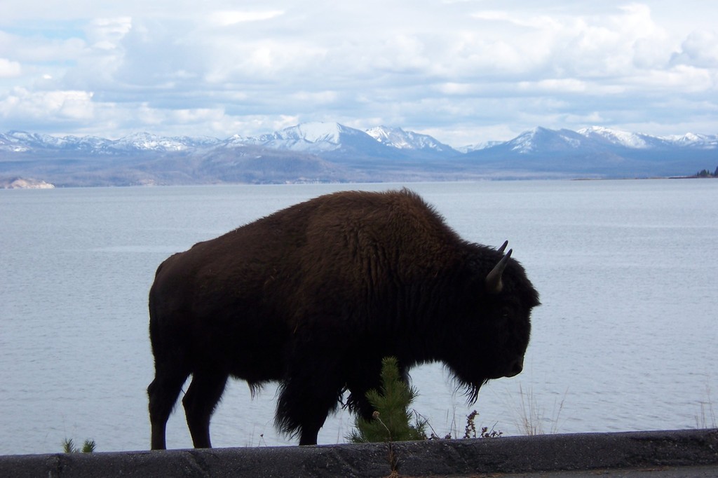 Yellowstone National Park, WY : Bison emerging from the lake in front of the Teton range