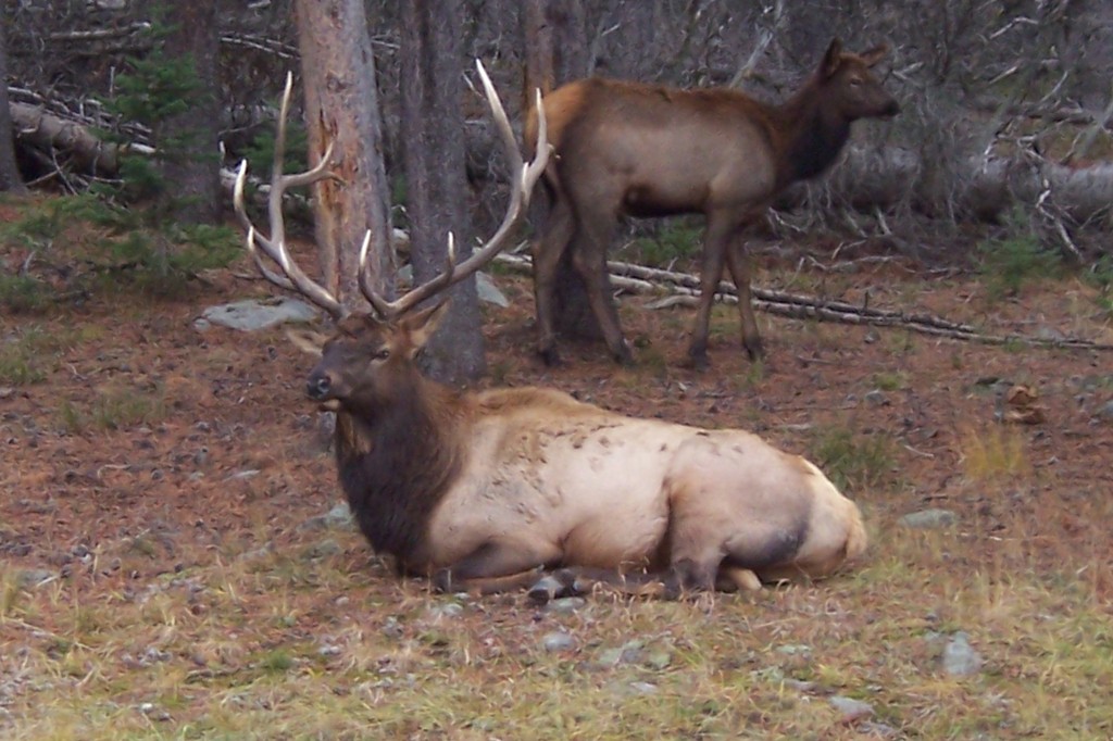 Yellowstone National Park, WY : Bull Elk