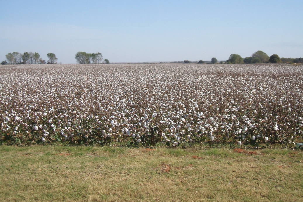 Elk City, OK : This is a picture of a cotton feild  by the side of town