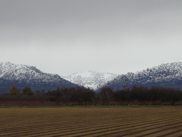 Williams, CA : Winter in the Foothills 2008