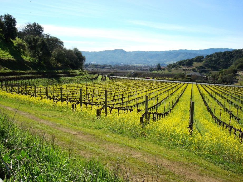 Napa, CA : Stag's Leap district