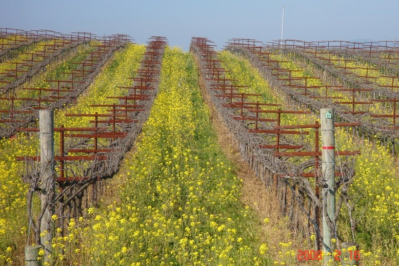 Napa, CA : Mustard in Carneros