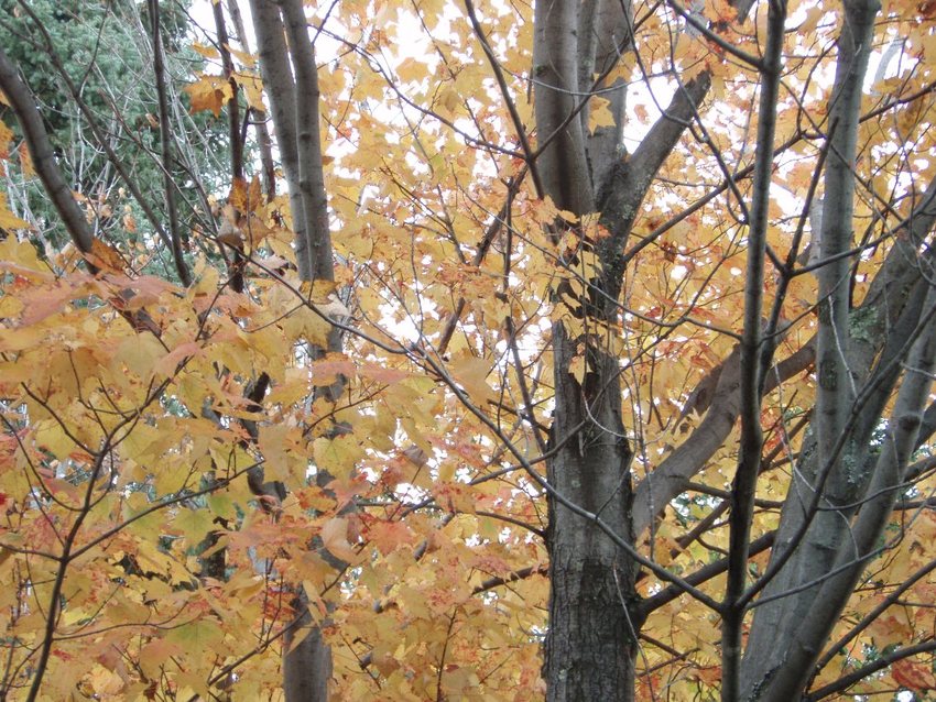 Hibbing, MN: Fall colors of Hibbing