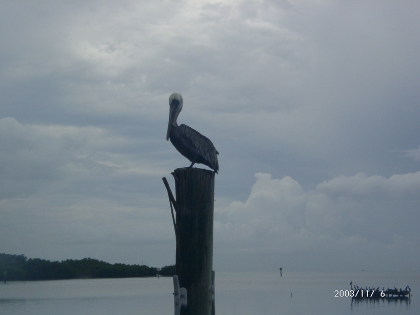 Marathon, FL : Looking to the west from Cabots
