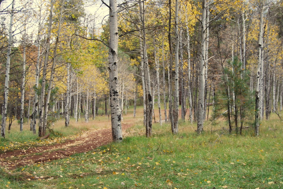 Williams, AZ : The Aspens off of South Road