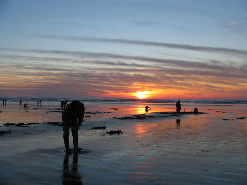 Grayland, WA : Clam digging at Sunset