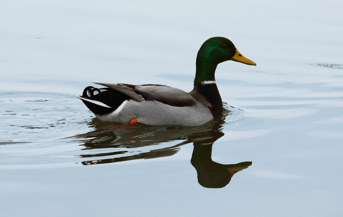 Duck On Pond