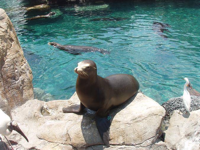 Orlando, FL : Disney World, Orlando