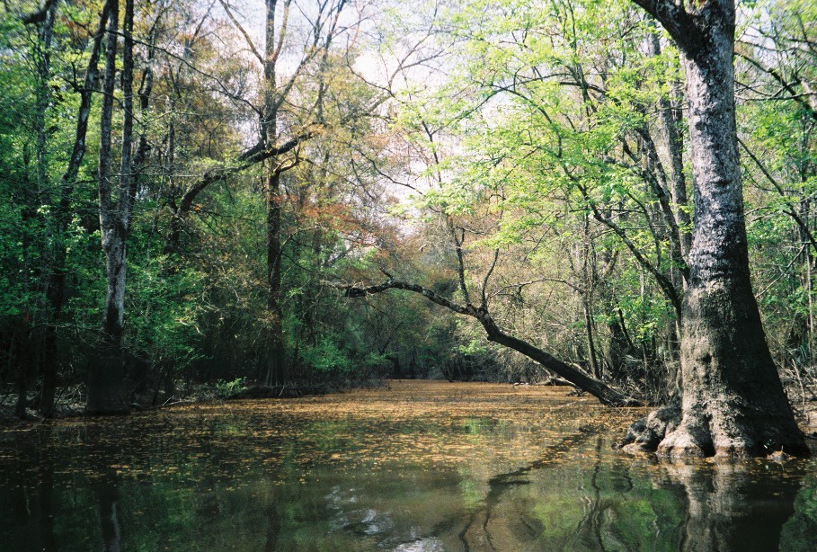 Vancleave, MS: Parish Bayou, Vancleave, MS