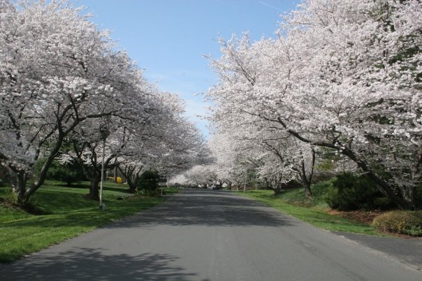 Potomac, MD: Cherry Blossoms