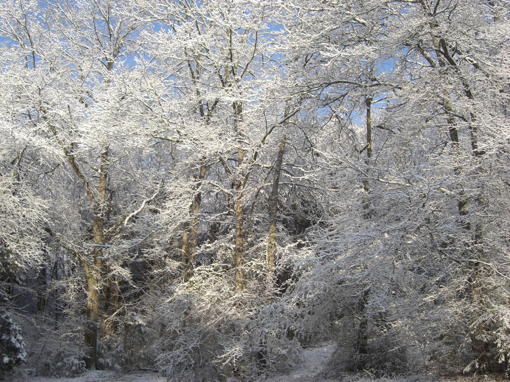 Tupelo, MS : Snow in March!!  Rarely happens...