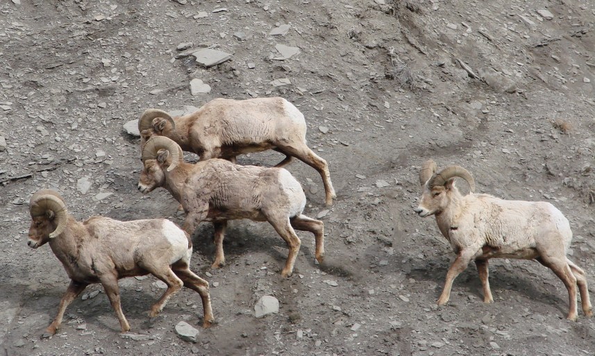 Gardiner, MT : Big Horn Sheep on Cliff