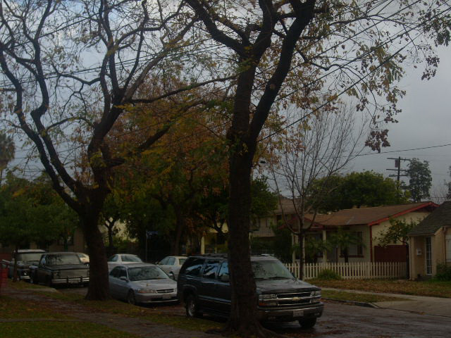 Whittier, CA: A rainy day outside my home